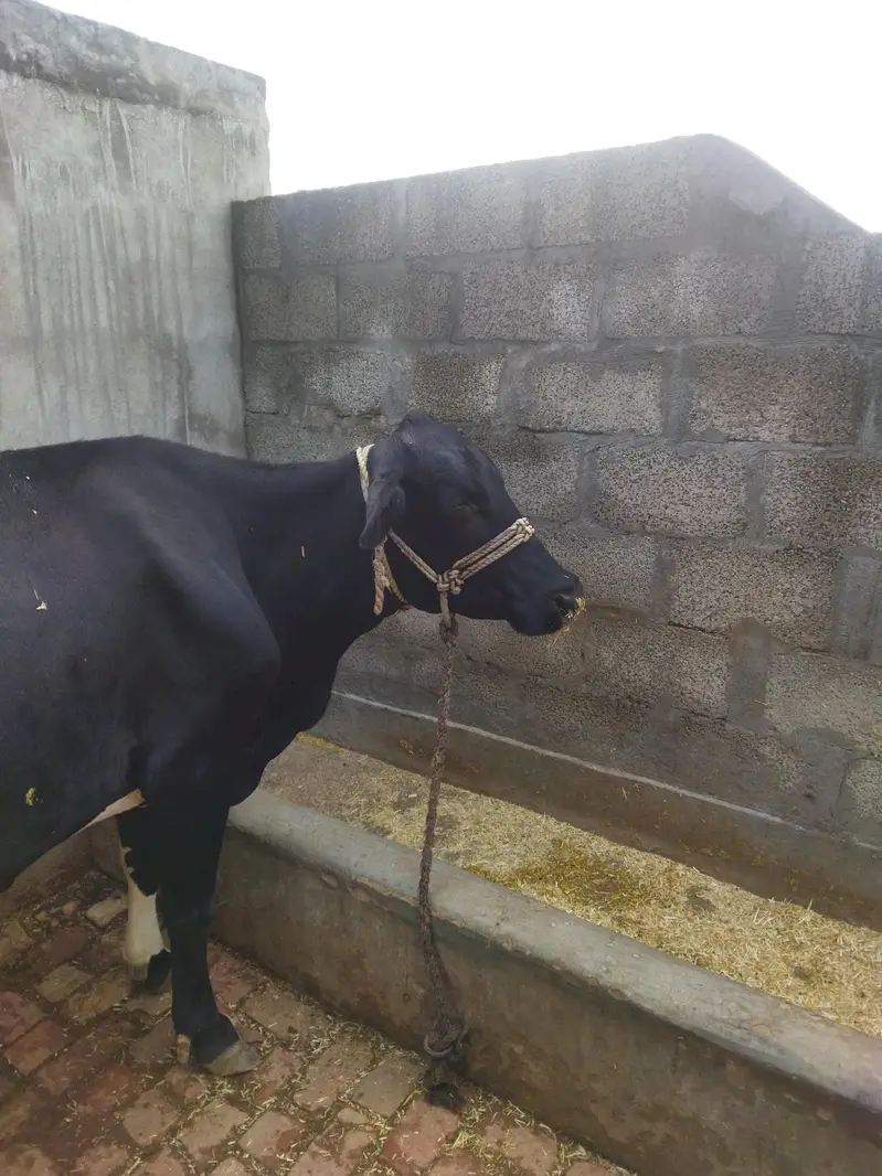 frizion jercy cross cow — photo 2