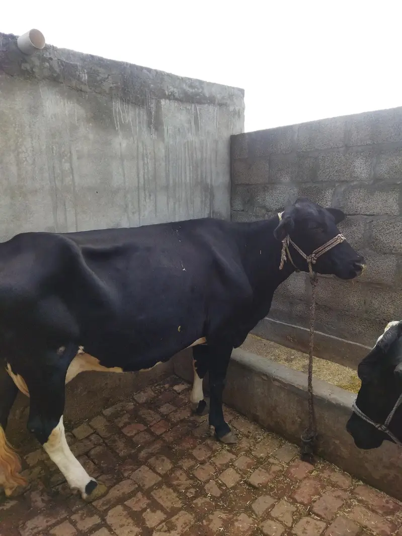 frizion jercy cross cow — photo 3