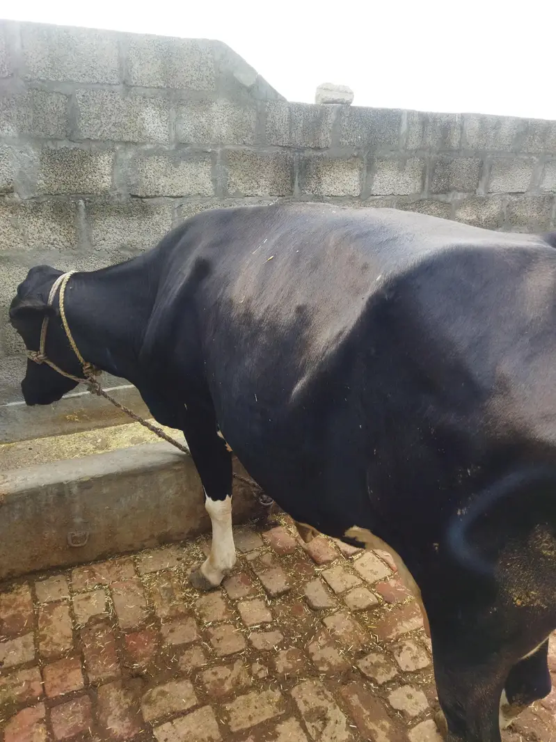 frizion jercy cross cow — photo 4