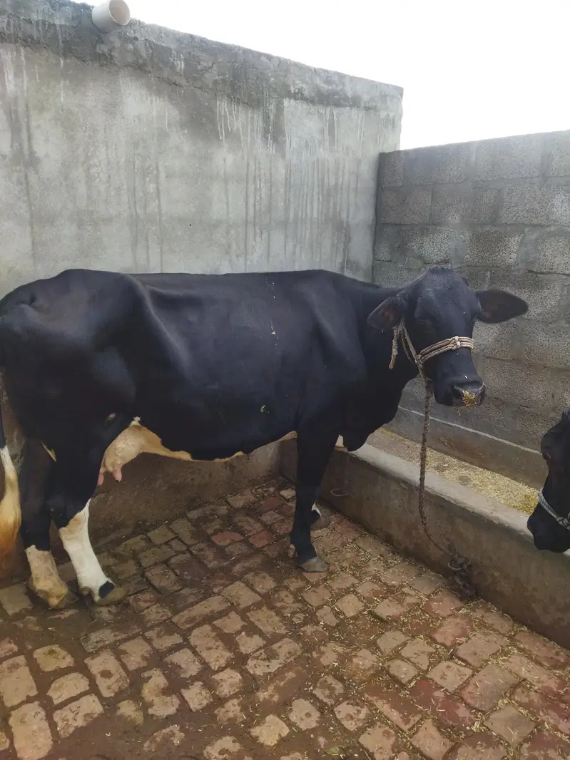 frizion jercy cross cow — photo 5
