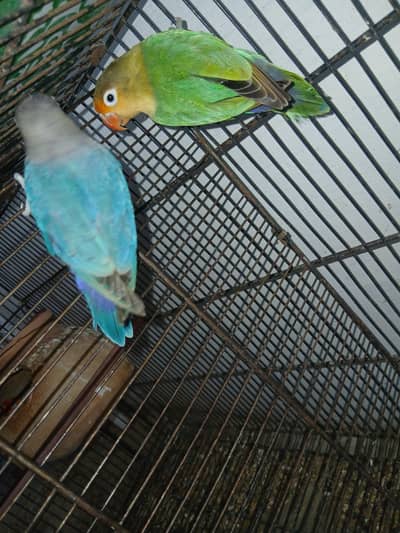 lovebird parblue female