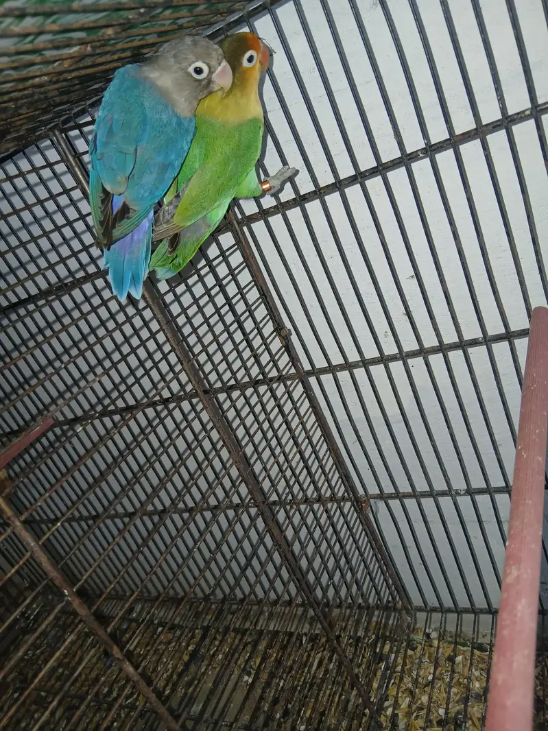 lovebird parblue female — photo 2