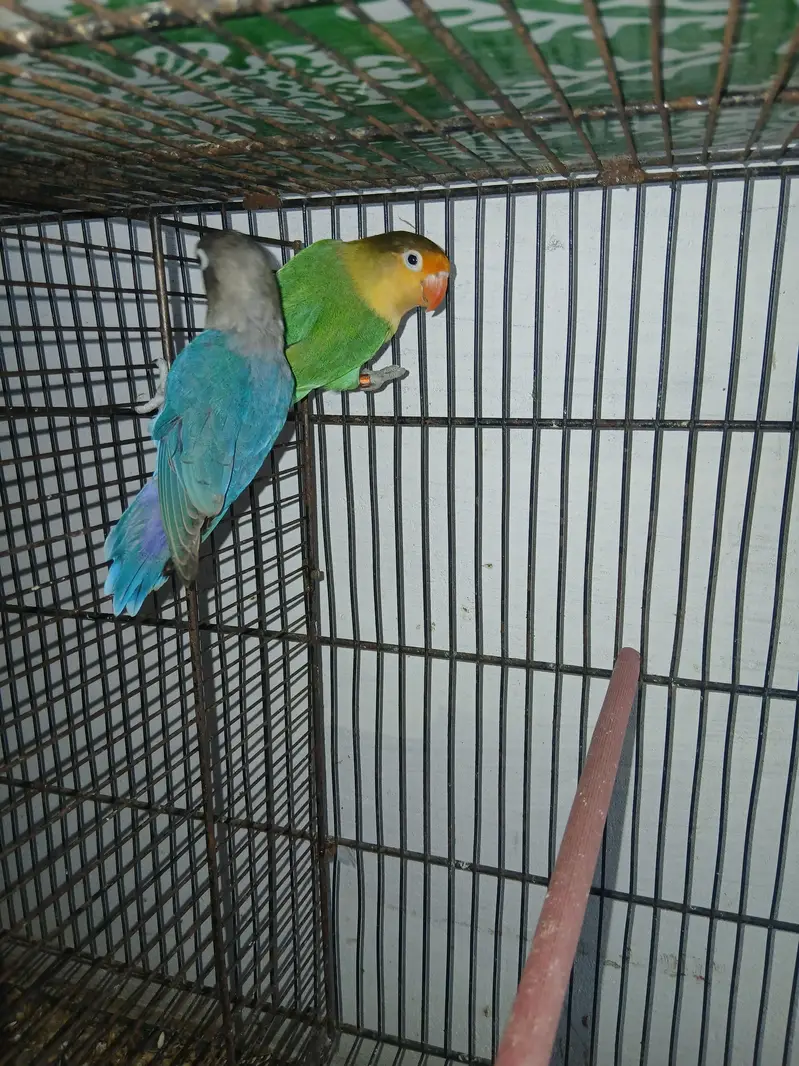 lovebird parblue female — photo 3