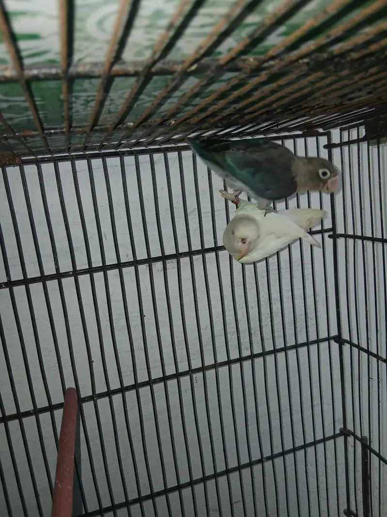 lovebird parblue female — photo 4