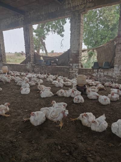 broiler chicken