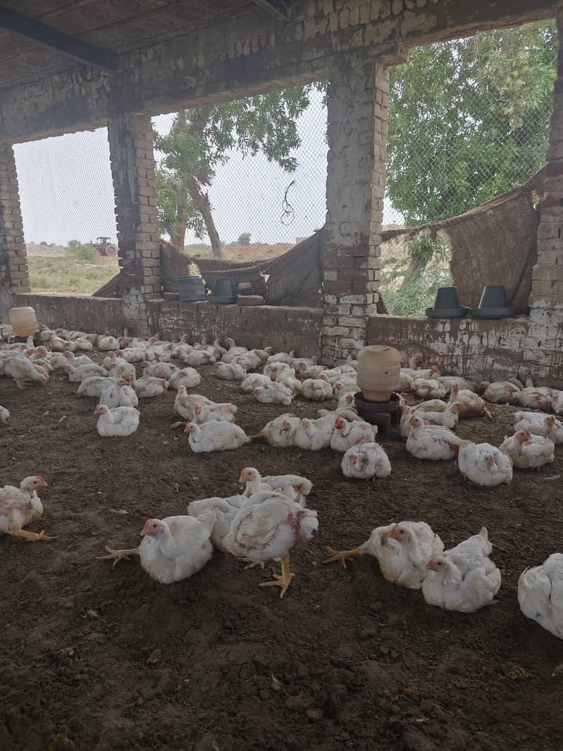broiler chicken 0