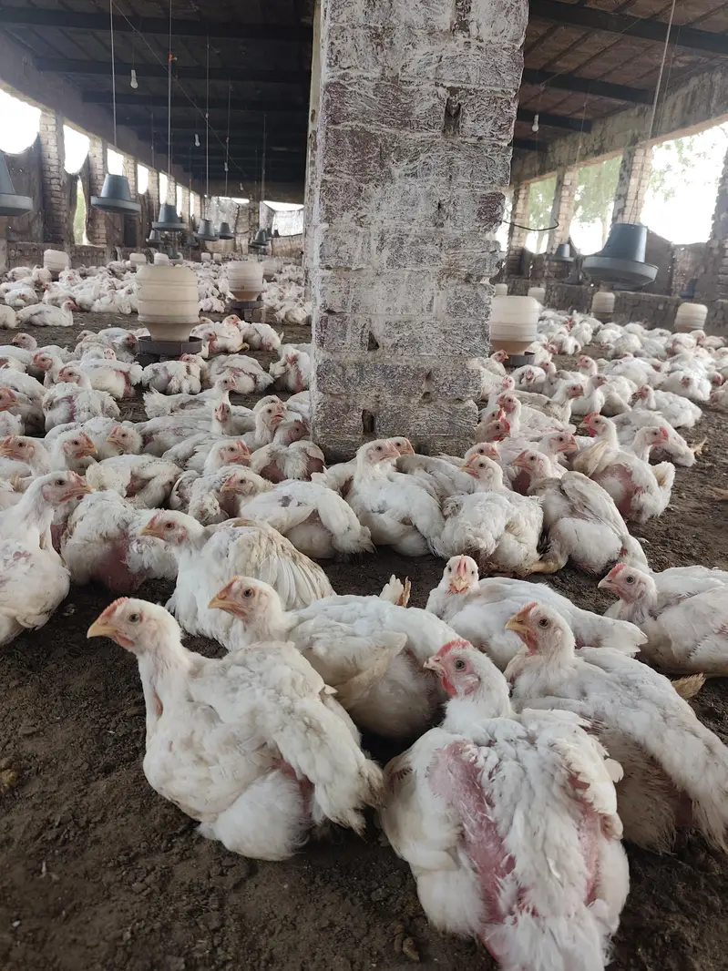 broiler chicken — photo 2