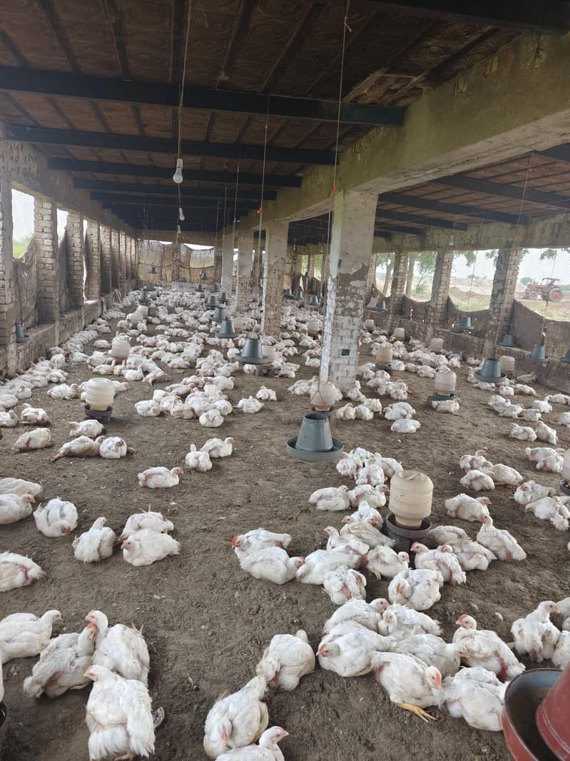 broiler chicken 2