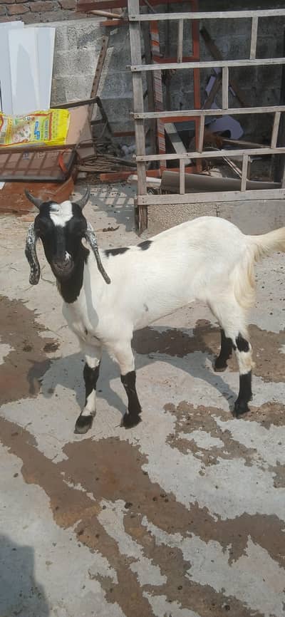 bakri heat per ha
