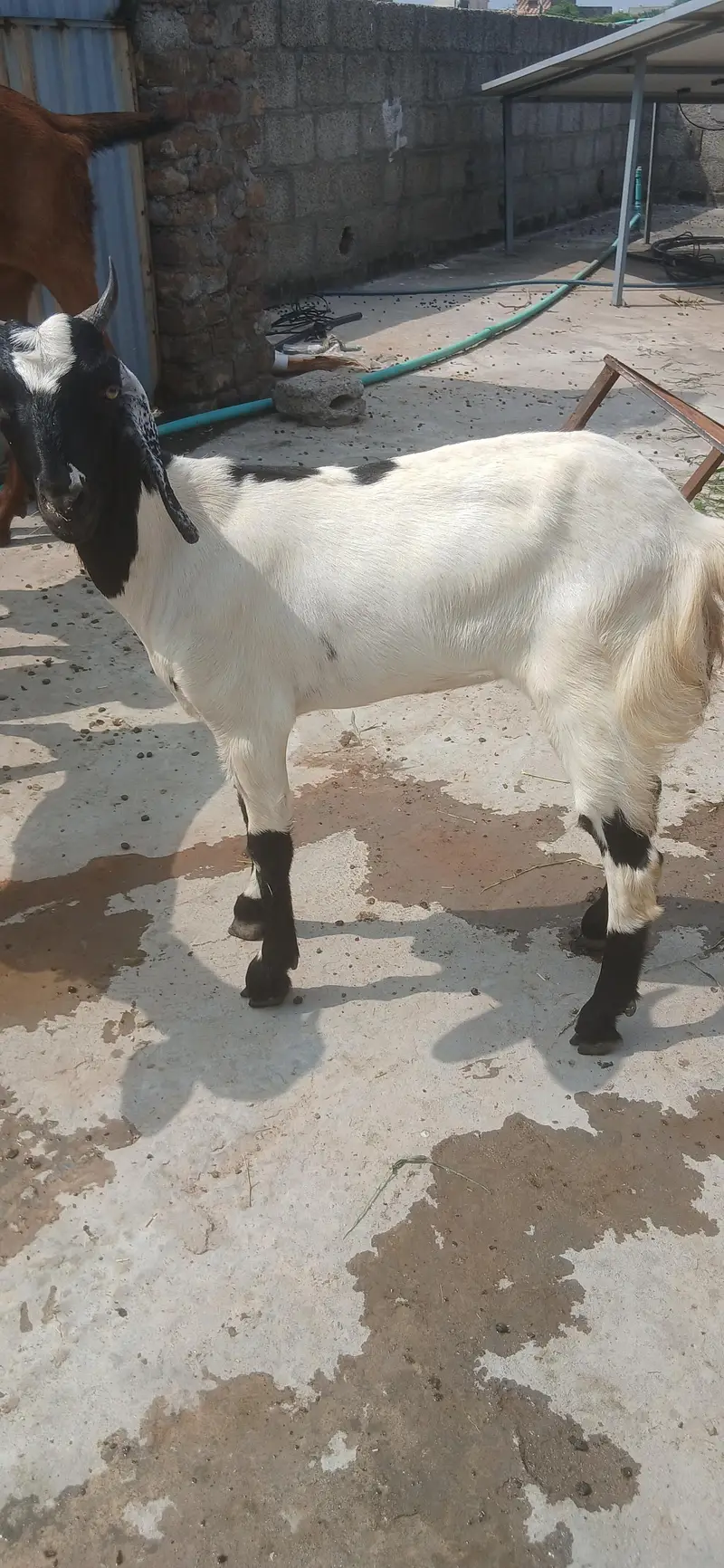 bakri heat per ha — photo 2