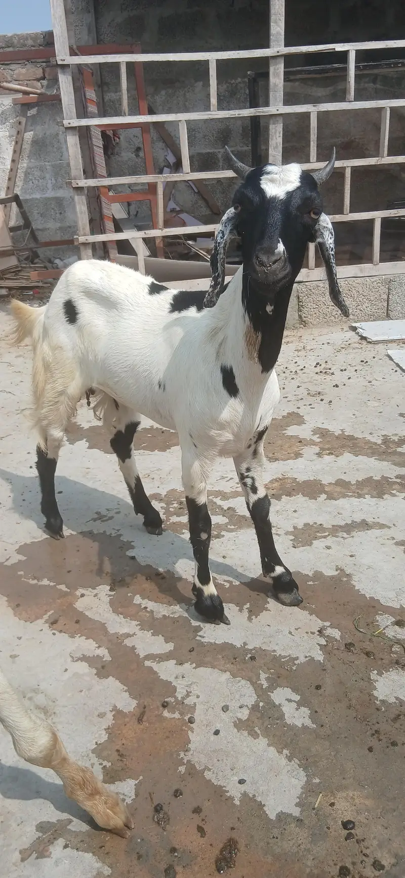 bakri heat per ha — photo 3