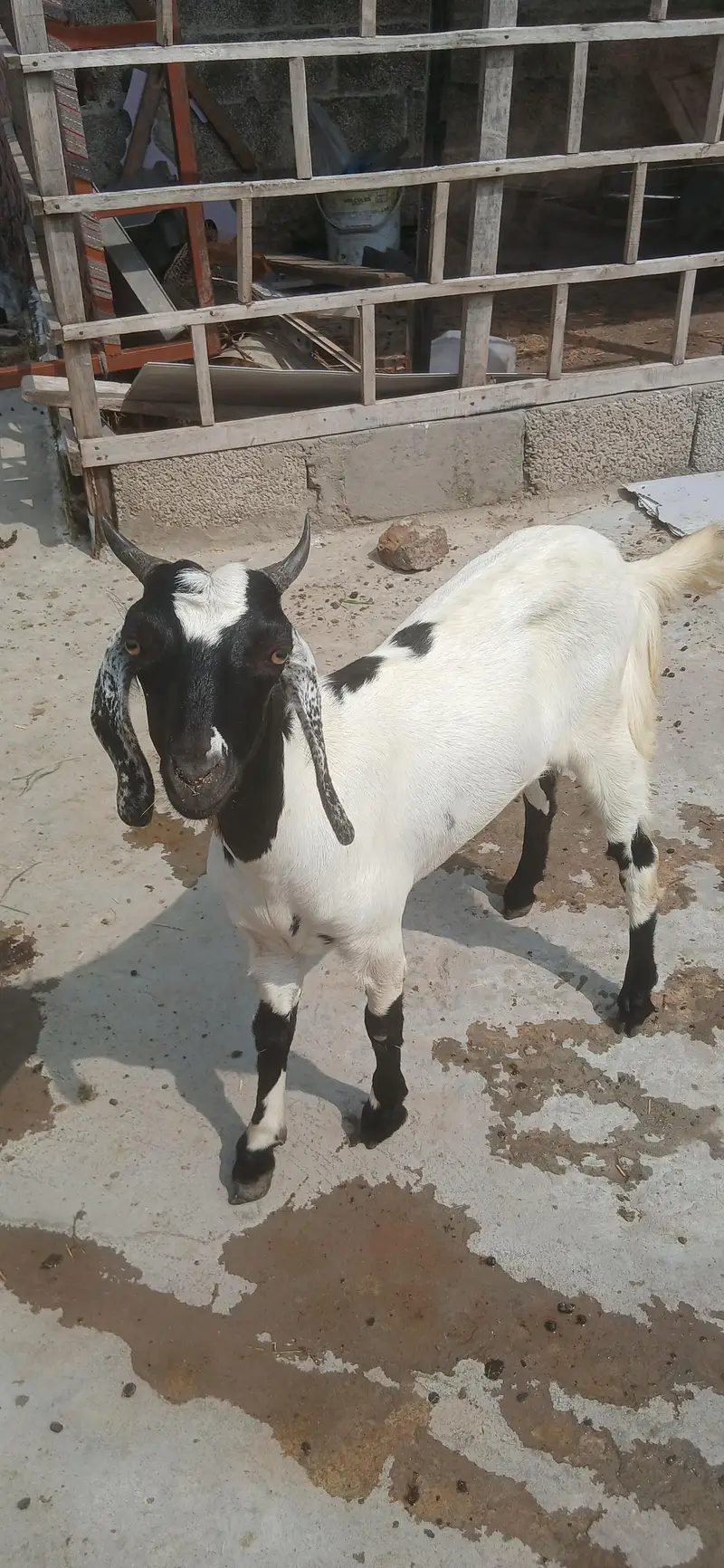 bakri heat per ha — photo 4