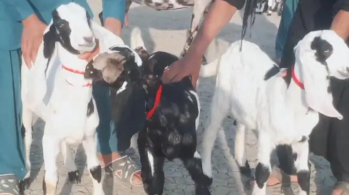 3 bacchon wali bakri for sale call me+03291319927 — photo 2