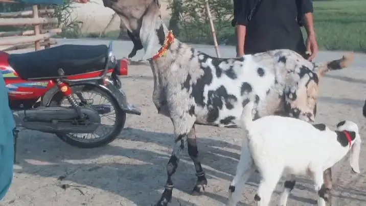 3 bacchon wali bakri for sale call me+03291319927 — photo 3