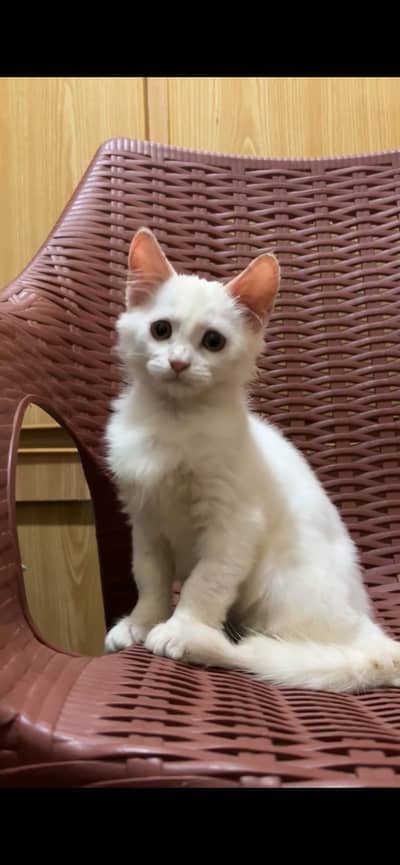 Adorable Pure Persian kitten Looking for a Loving Home