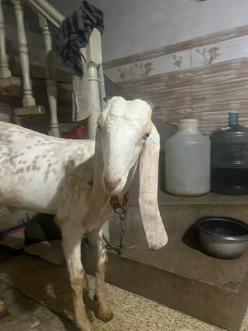 Pure makhi cheena male _ Bakra for sale | desi, Goat | بکرا