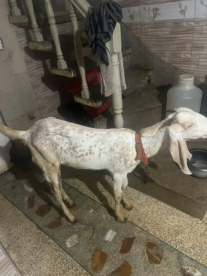 Pure makhi cheena male _ Bakra for sale | desi, Goat | بکرا — photo 2