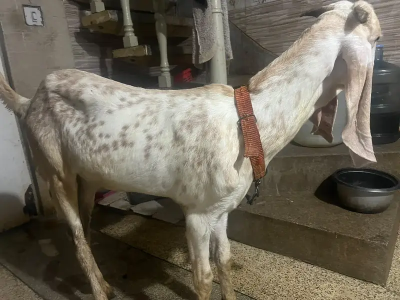 Pure makhi cheena male _ Bakra for sale | desi, Goat | بکرا — photo 3