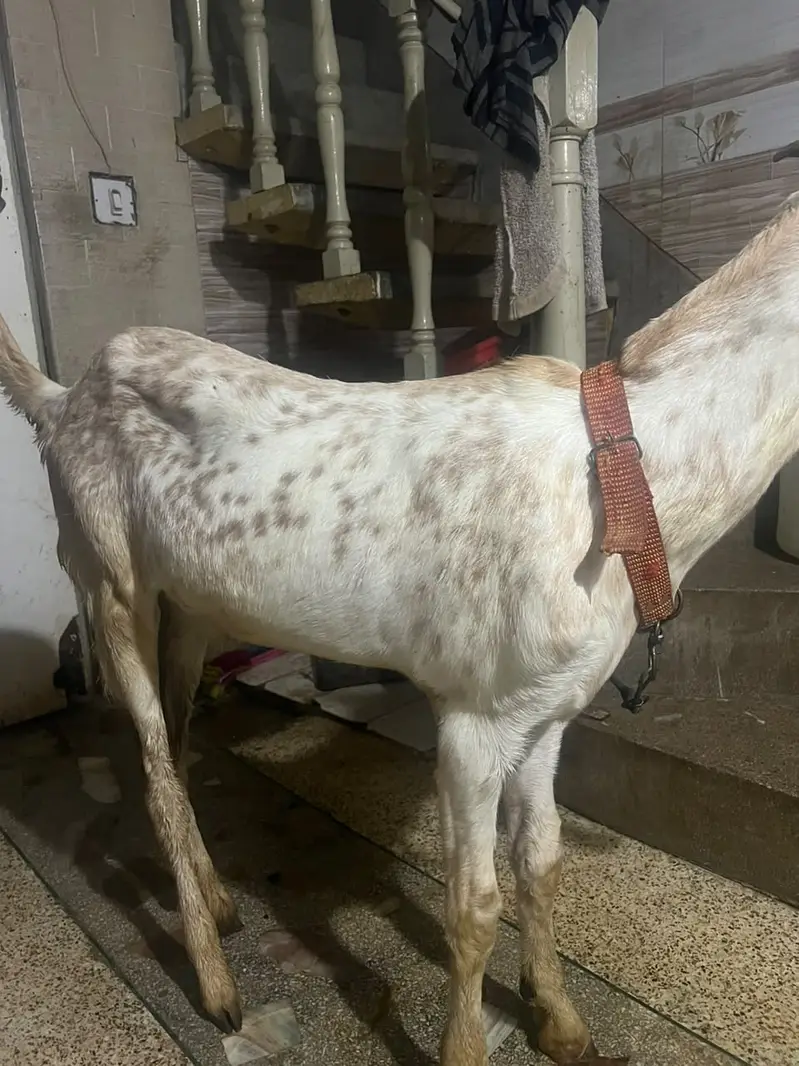 Pure makhi cheena male _ Bakra for sale | desi, Goat | بکرا — photo 4