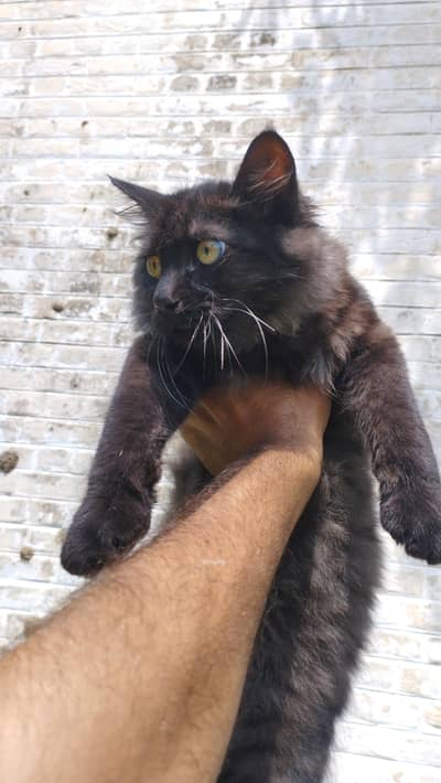 black male Persian cat