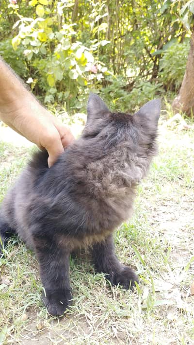 black male Persian cat