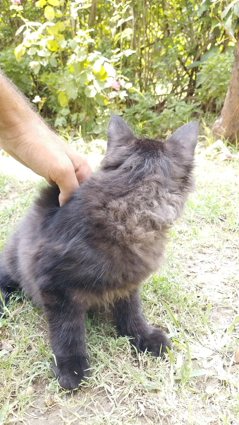 black male Persian cat — photo 2