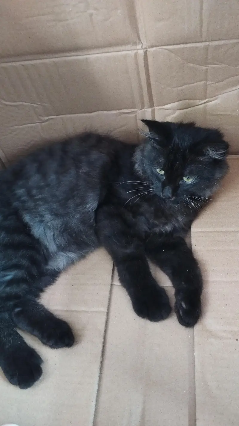 black male Persian cat — photo 3