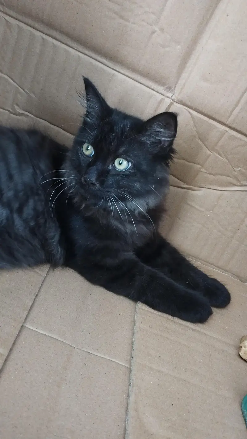 black male Persian cat — photo 4