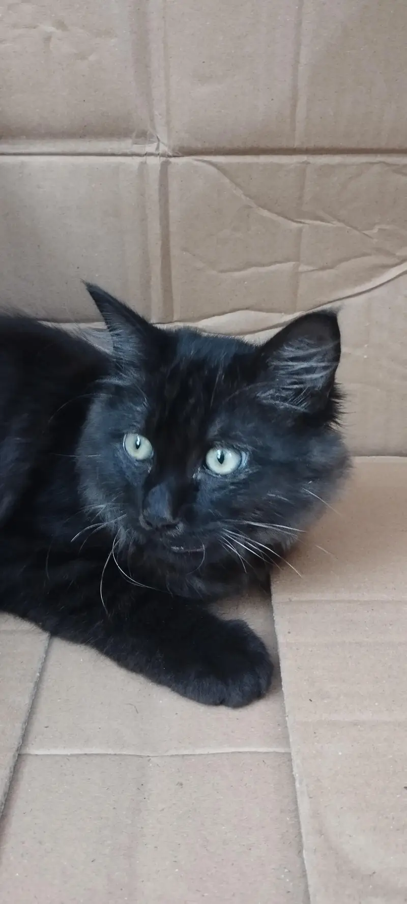 black male Persian cat — photo 5