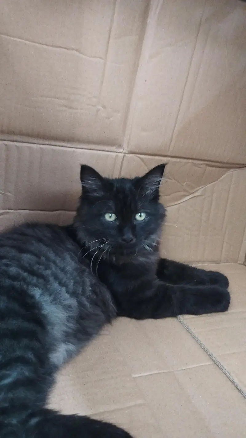 black male Persian cat — photo 6