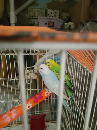 ready to breed pair