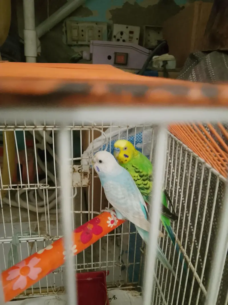 ready to breed pair — photo 2