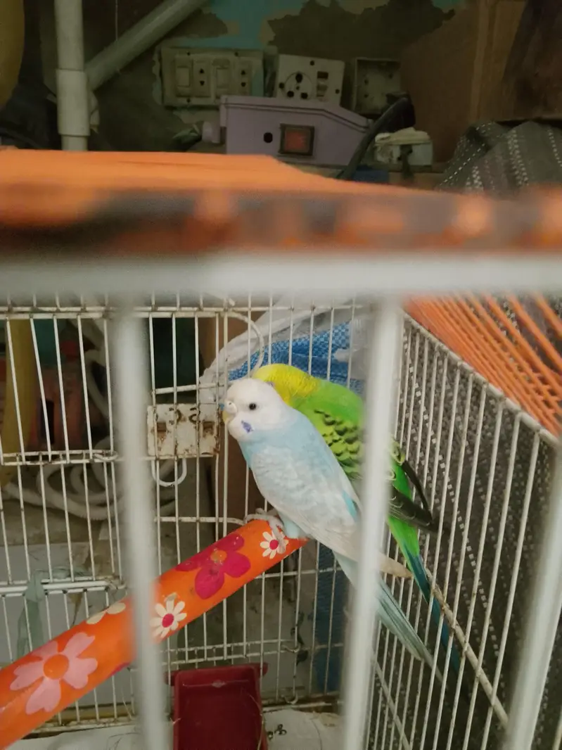 ready to breed pair — photo 3