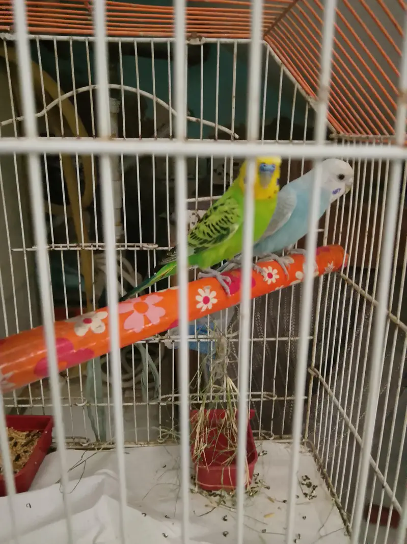 ready to breed pair — photo 4