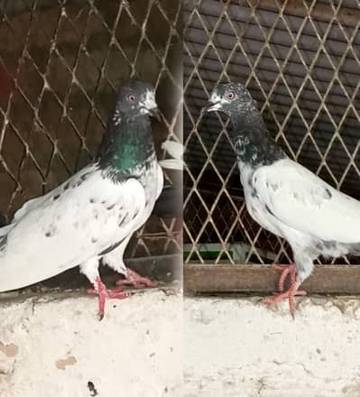 Pigeons for sale Contact number=03245974166