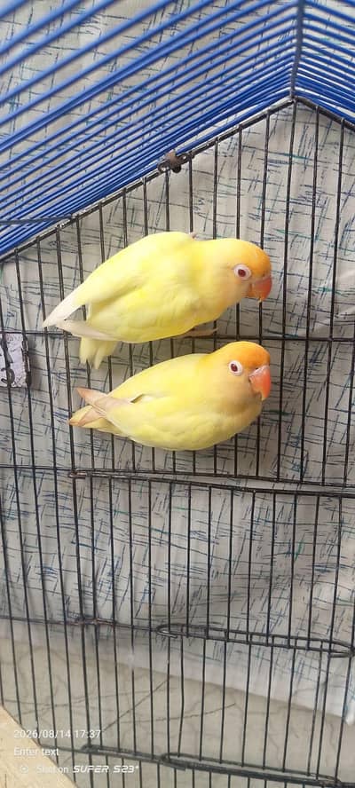parblue pastal ino albino red eyes breeder pair