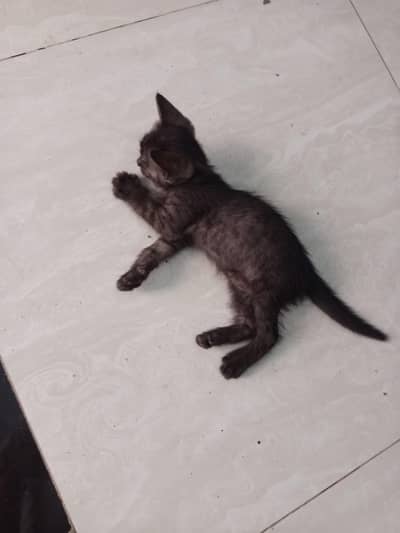 kitten for sale