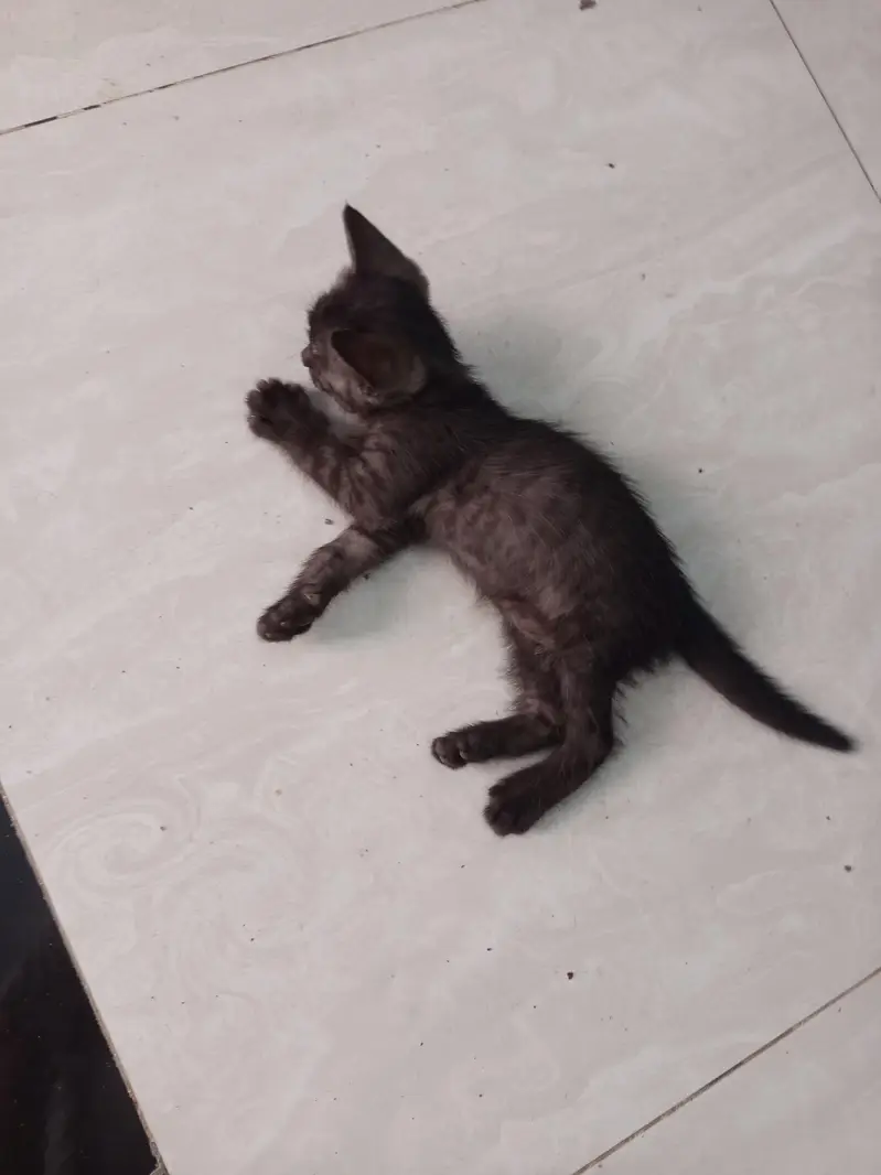 kitten for sale — photo 2