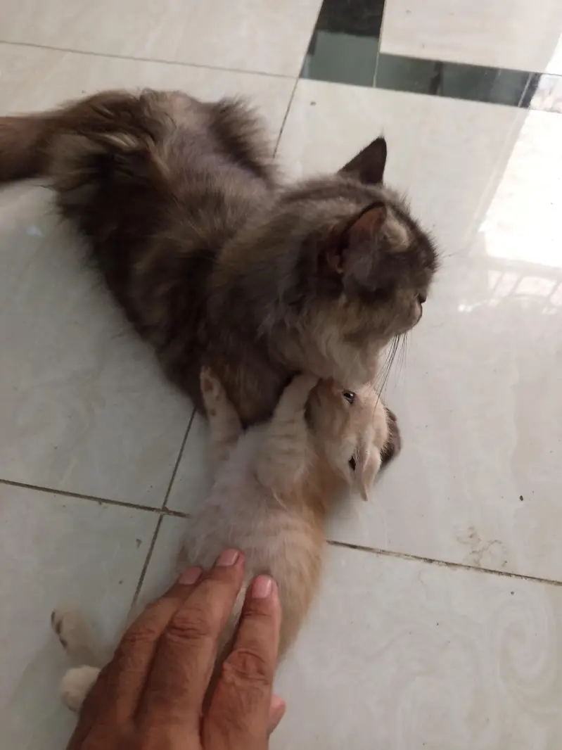 kitten for sale — photo 3
