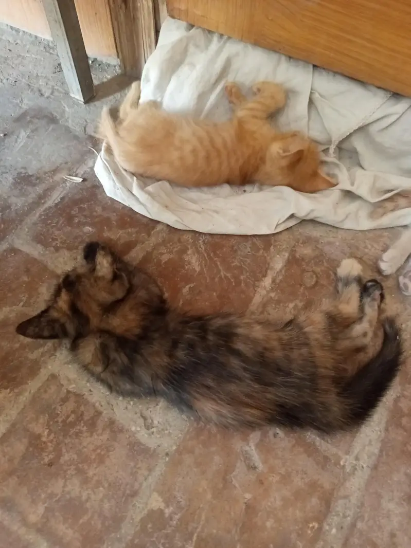 kitten for sale — photo 4