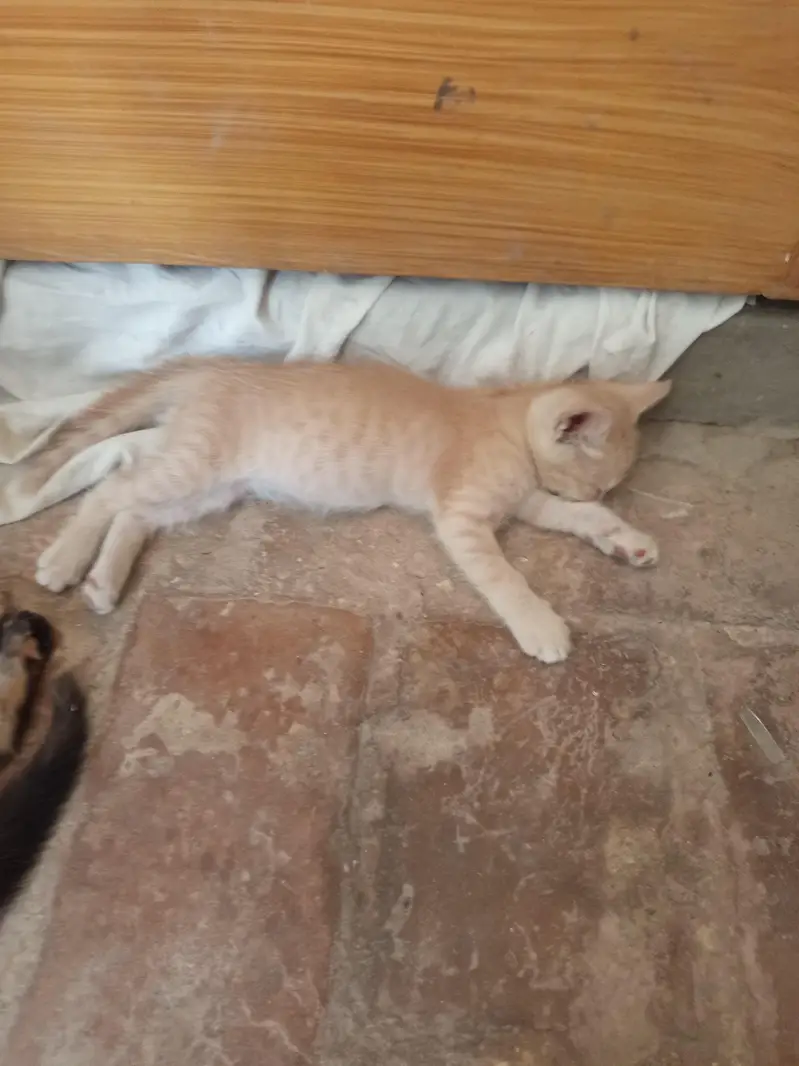 kitten for sale — photo 5