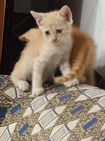 kitten for sale