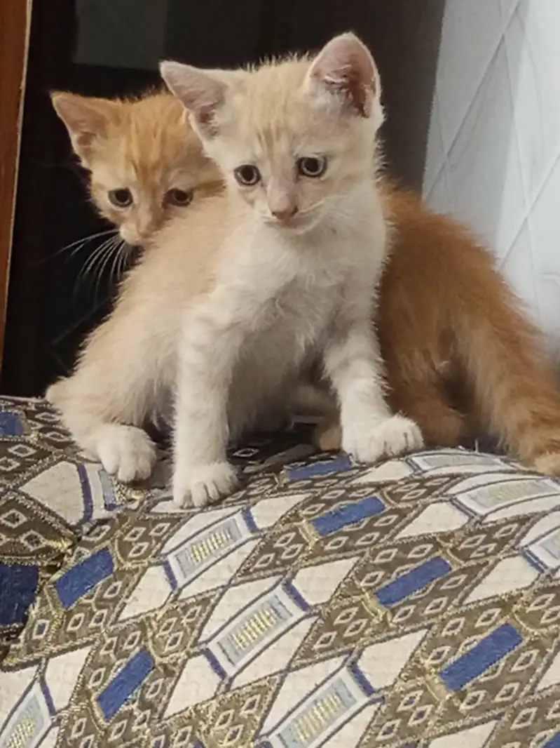 kitten for sale — photo 6