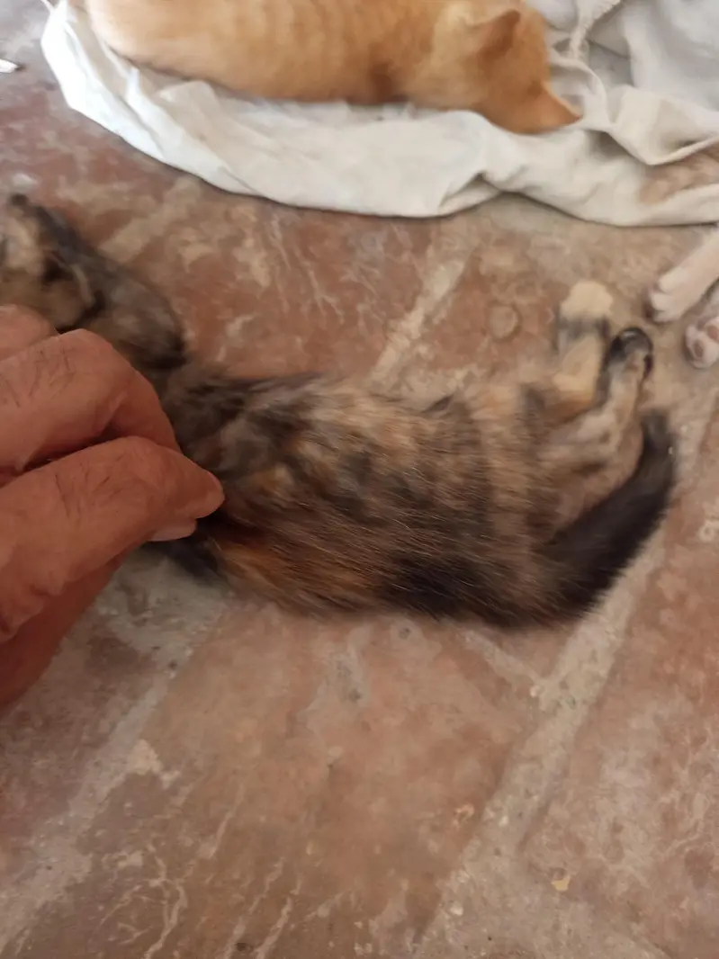 kitten for sale — photo 7