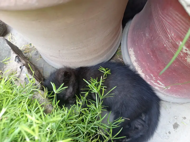 kitten for sale — photo 8