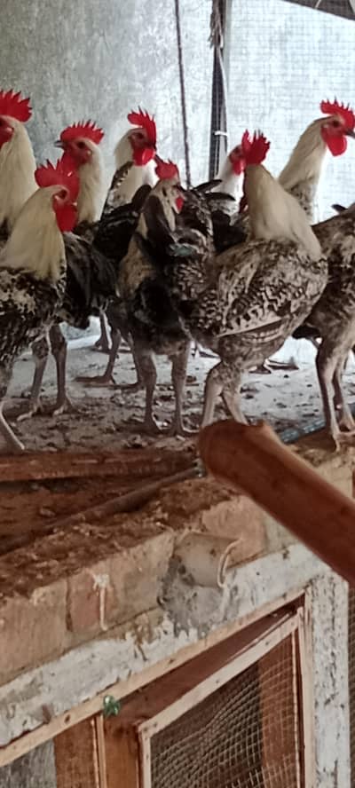 Egyptian Fayumi Male only