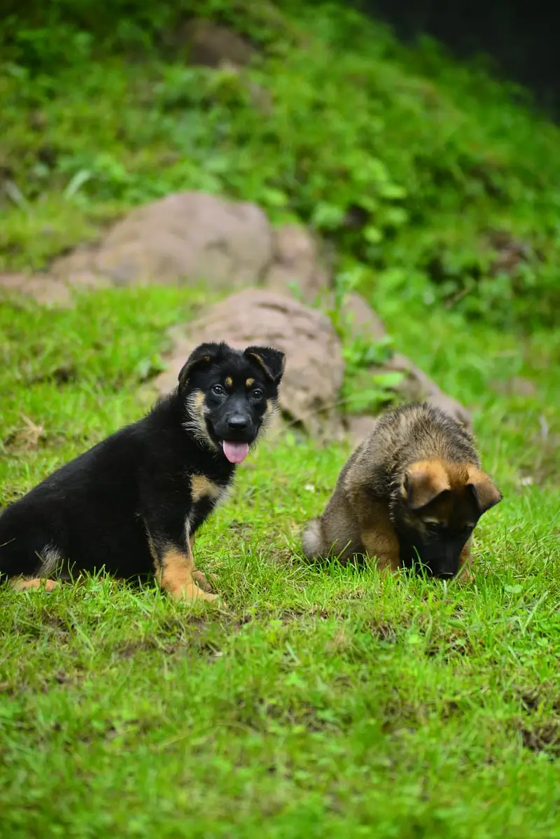 DDR working line german shepherd  | GSD puppies | german shepherd — photo 2