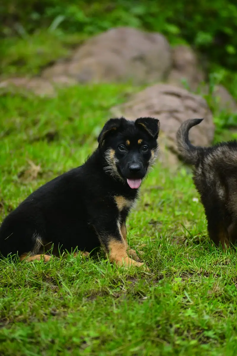 DDR working line german shepherd  | GSD puppies | german shepherd — photo 3