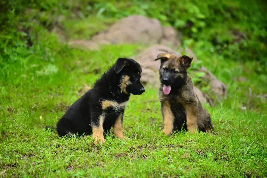 DDR working line german shepherd  | GSD puppies | german shepherd — photo 4