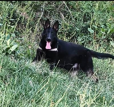 DDR working line german shepherd  | GSD puppies | german shepherd